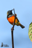 Adult male Flame-breasted Sunbird