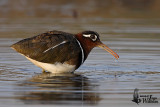 Female Greater Painted-snipe