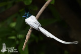 Adult male white morph Asian Paradise Flycatcher