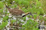 Adult Pheasant-tailed Jacana in non-breeding plumage