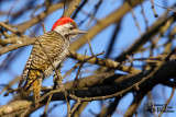 Adult male Cardinal Woodpecker