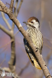 Adult female Cardinal Woodpecker