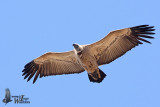 Immature Cape Vulture