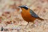 Adult White-browed Robin-Chat