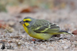 Adult Yellow-fronted Canary (ssp. <em>granti</em>)