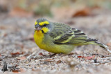 Adult Yellow-fronted Canary (ssp. <em>granti</em>)