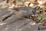 Adult Arrow-marked Babbler