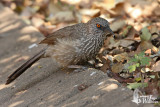 Adult Arrow-marked Babbler