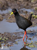 Adult Black Crake