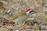 Adult female Bennetts Woodpecker