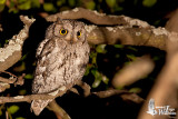 Adult African Scops Owl