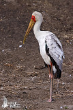 Immature Yellow-billed Stork