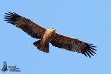 Tawny Eagle (ssp. <i>rapax</i>, intermediate form)
