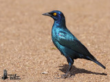 Adult Cape Starling