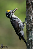 Adult male Eurasian Three-toed Woodpecker