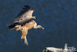 Immature Griffon Vulture