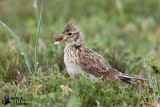 Adult Eurasian Skylark with prey