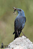 Adult male Blut Rock Thrush with prey