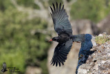 Adult Red-billed Chough