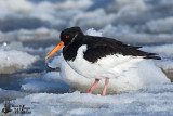 Adult Eurasian Oystercatcher (ssp. ostralegus ) in non-breeding plumage