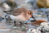 Adult Dunlin in non-breeding plumage