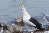 Adult Great Black-backed Gull