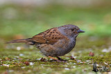 Adult Dunnock