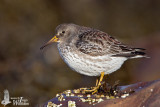 Purple Sandpiper