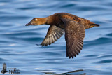 Adult female King Eider