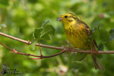 Adult male Yellowhammer