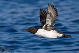Adult Common Murre