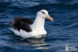 Adult Black-browed Albatross
