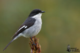 Adult male Fiscal Flycatcher