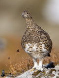 Female Rock Ptarmigan in summer plumage (ssp. <em>helvetica</em>)
