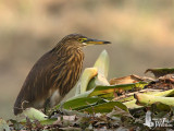 Indian Pond Heron in winter plumage