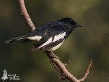 Male Oriental Magpie-Robin