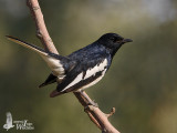 Male Oriental Magpie-Robin