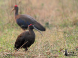 Adult Red-naped Ibis