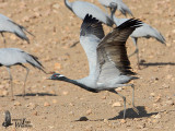 Adult Demoiselle Crane