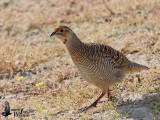 Adult Grey Francolin (ssp. <em>interpositus</em>)