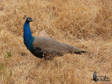 Male Indian Peafowl