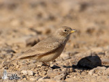 Desert Lark