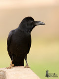 Indian Jungle Crow