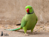 Male Rose-ringed Parakeet