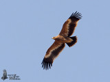 Juvenile Steppe Eagle