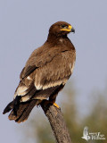 Juvenile Steppe Eagle