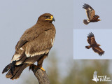 Juvenile Steppe Eagle