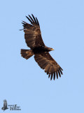 Subadult or adult dark morph Tawny Eagle