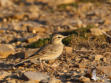 Tawny Pipit