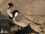 White-eared Bulbul